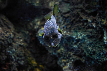 White-spotted puffer (Arothron hispidus) underwater in the tropical waters of the ocean © Alex Pelikh