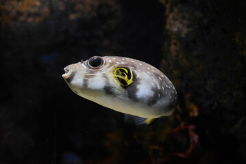 White-spotted puffer (Arothron hispidus) underwater in the tropical waters of the ocean © Alex Pelikh