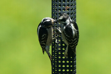 Mother Downy Woodpecker feeding almost adult sized chick on summer day on birdfeeder