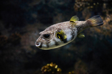 White-spotted puffer (Arothron hispidus) underwater in the tropical waters of the ocean © Alex Pelikh
