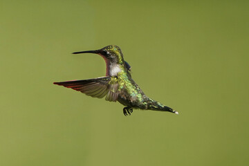 Female Ruby Throated Hummingbird flying against green lawn on beautiful summer day