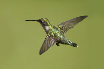 Female Ruby Throated Hummingbird flying against green lawn on beautiful summer day