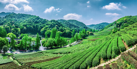 Green tea plantation on the mountain. Green organic food