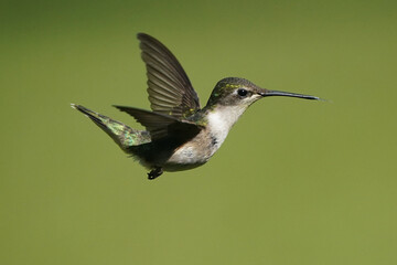 Female Ruby Throated Hummingbird flying against green lawn on beautiful summer day