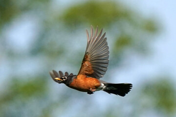 Robin in flight