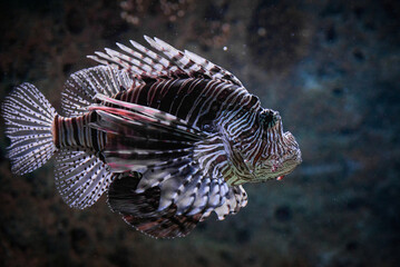 Red lionfish(Pterois volitans) is a venomous and one of the dangerous coral reef fish underwater in the tropical waters of the ocean