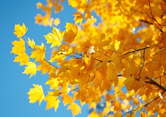 Golden Autumn Leaves against Blue Sky