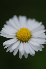 Fototapeta premium daisy flower