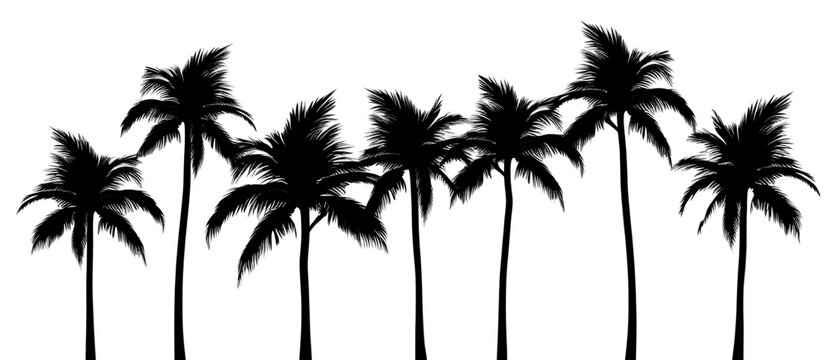 PNG Palm trees silhouette outdoors nature