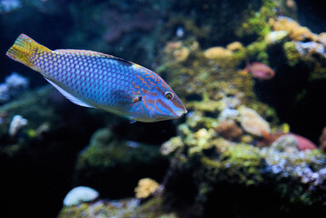 Beautiful Thalassoma lunare, commonly known as the Moon Wrasse rainbow fish underwater in the tropical waters of the ocean. They are characterized by their bright and vibrant coloration.