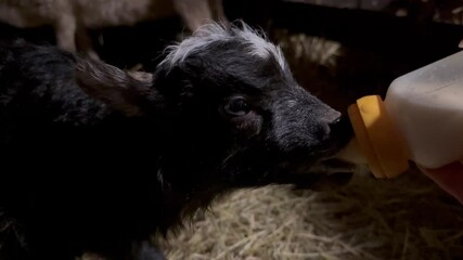 newborn black lamb being fed milk from a yellow teat bottle on a rural farm or in a barn.