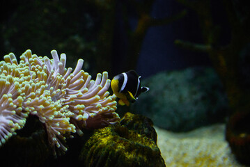 Amphiprion chrysogaster, the Mauritian clownfish undewater, is a marine fish belonging to the family Pomacentridae, the anemonefishes and damselfishes. It is endemic to Mauritius and probably Réunion.
