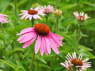 Blühender roter Sonnenhut im Blumengarten
