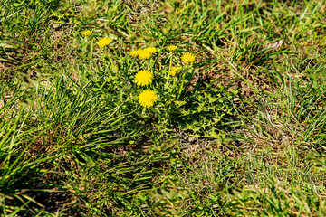 Одуванчики