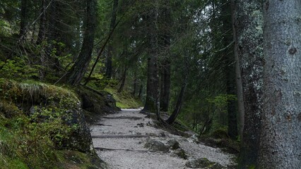 path in the forest