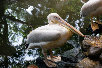 Rosa Pelikan (Pelecanus onocrotalus) standing on the rock