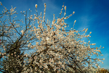 Абрикос цветёт