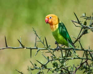 Fischer's Lovebird on Thorny Branch