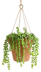 PNG  Hanging succulent plant in pot