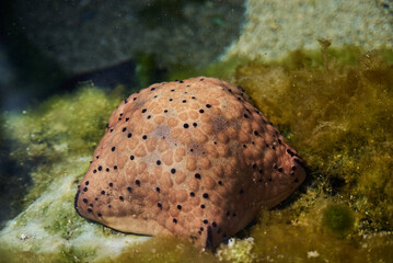 Spiny cushion star (Culcita schmideliana) underwater in the tropical waters of the ocean