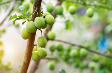 Ripening apricots on a tree, green apricots. High yield of fruit tree, gardening