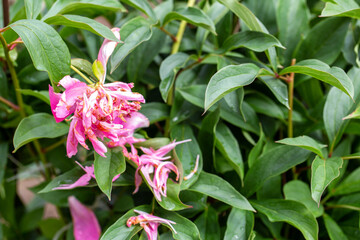 A diseased pink peony flower with dried petals on a bush. Pathogens and harmful pathogens of peony...