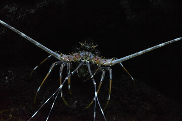 Painted rock lobster, common rock lobster, bamboo lobster, blue spiny lobster (Panulirus...