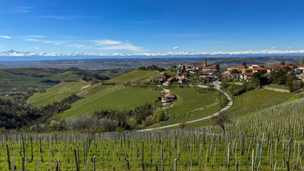 Italian landscape with vineyards