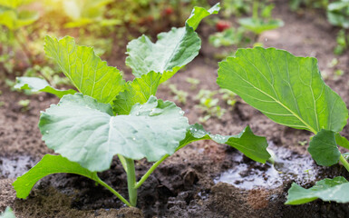Feed the cabbage plant with organic and mineral fertilizers, watering with water containing...