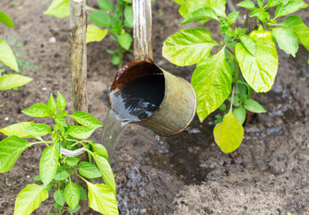Watering and fertilizing pepper plants from a mug with mineral and organic fertilizers in the...