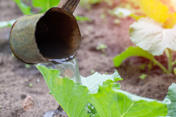 Feed the cabbage plant with organic and mineral fertilizers, watering with water containing...