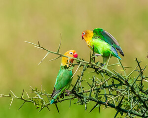 Fischer's Lovebirds Interacting