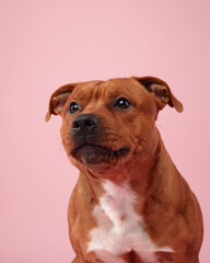  A charming Staffordshire Bull Terrier dog poses with a curious tilt of its head against a soft pink background, showcasing its expressive eyes and a friendly demeanor