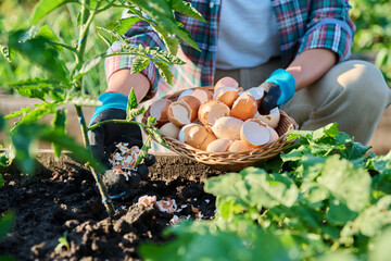 Fertilizing tomato plants with eggshells in raised garden box bed. © Valerii Honcharuk