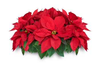 A Bunch of Poinsettia Flowers