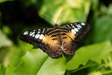 Asian Clipper butterfly (Parthenos sylvia), resting on leaf. Wings open, orange and black with white spots. On the Island of Aruba. 
