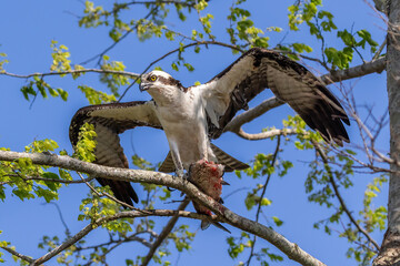 Osprey (Pandion haliaetus) perched on branch, wings spread. Holding fish in talons. At Lake Apopka, near Orlando, Florida.
