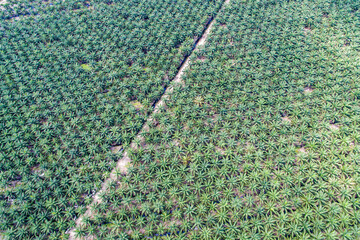 aerial view of palm oil plantation