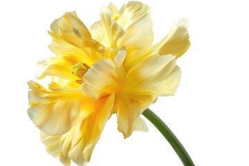 Obraz premium A close-up shot of a bright yellow flower sitting in a clear glass vase