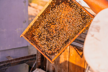 A person is holding a tray with a lot of bees on it