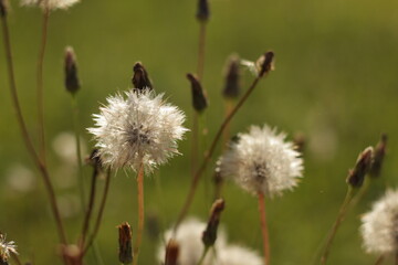 dandelion in the grass