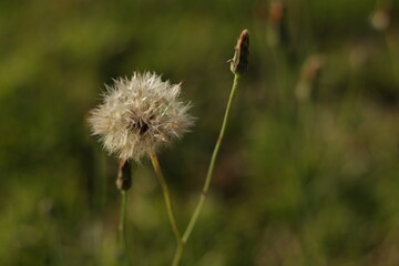 dandelion head
