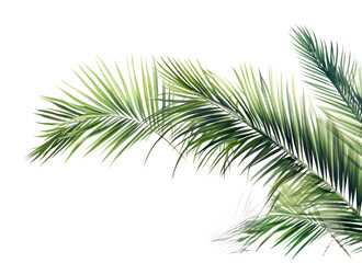 PNG Palm leaves backgrounds outdoors nature