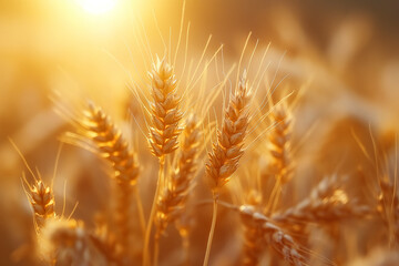 Rice grain feature close up shot with sun light on the background, yellow rice field.