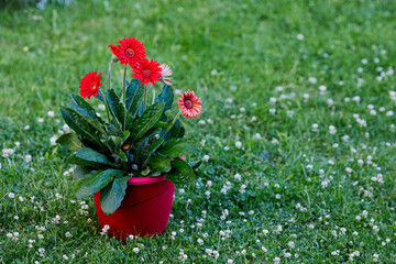un pot de fleur rouge avec des Gerbera Garvinea rouge  poser dans l herbe