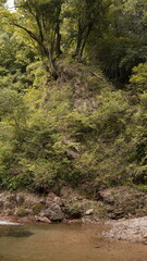 日本の自然の森　bosque natural japonés