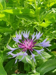 Flowerhead of a garden cultivar of cornflower.