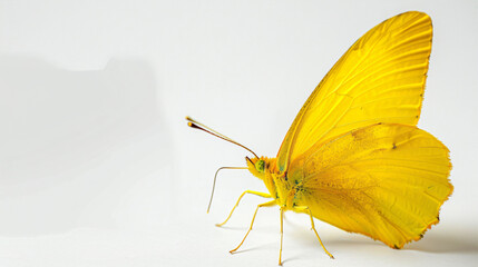 butterfly color yellow