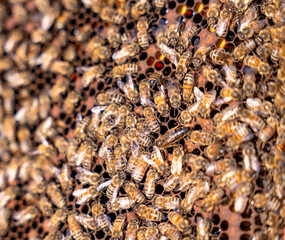 A large group of bees are gathered in a hive