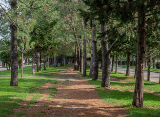 Trees in the park. Atmospheric place with lush trees. Sammer green park.